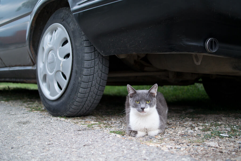 Cat sitting under parked car during pre-drive inspection check for safety and road readiness
